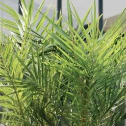 2x Phoenix Canariensis - Palmier Dattier Des Canaries - Palmier - Rustique – ⌀19 Cm - ↕80-100 Cm -Magasin De Graines De Plantes 640b20122ac528.41887841