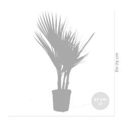 2x Washingtonia Robusta - Palmier Mexicain - Palmier Extérieur - Persistant – ⌀17 Cm - ↕60-75 Cm -Magasin De Graines De Plantes 640b201d6f1819.93339230