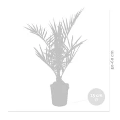 Phoenix Canariensis - Palmier Dattier Des Canaries - Palmier - Rustique – ⌀15 Cm - ↕50-60 Cm 6 Phoenix Canariensis - Palmier Dattier Des Canaries - Palmier - Rustique – ⌀15 Cm - ↕50-60 Cm -Magasin De Graines De Plantes 640b203444f913.77342743
