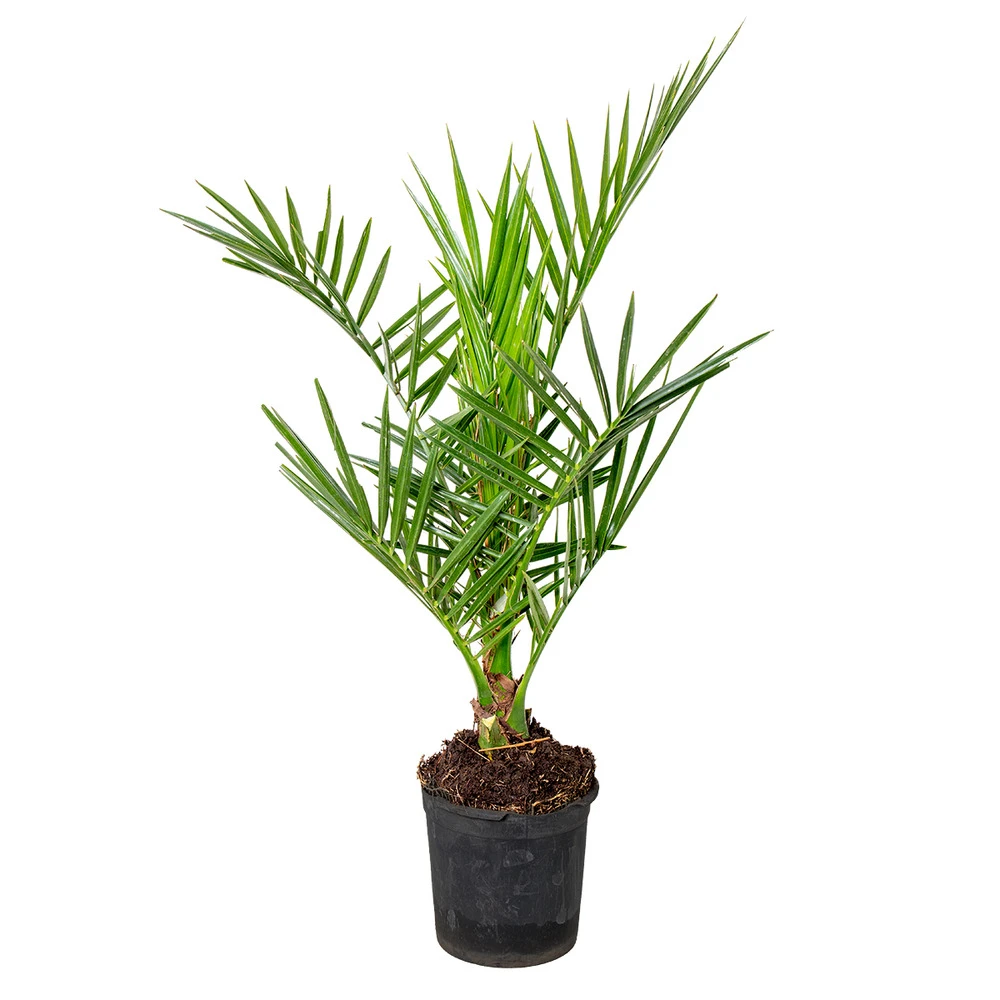 Phoenix Canariensis - Palmier Dattier Des Canaries - Palmier - Rustique – ⌀15 Cm - ↕50-60 Cm 1 Phoenix Canariensis - Palmier Dattier Des Canaries - Palmier - Rustique – ⌀15 Cm - ↕50-60 Cm