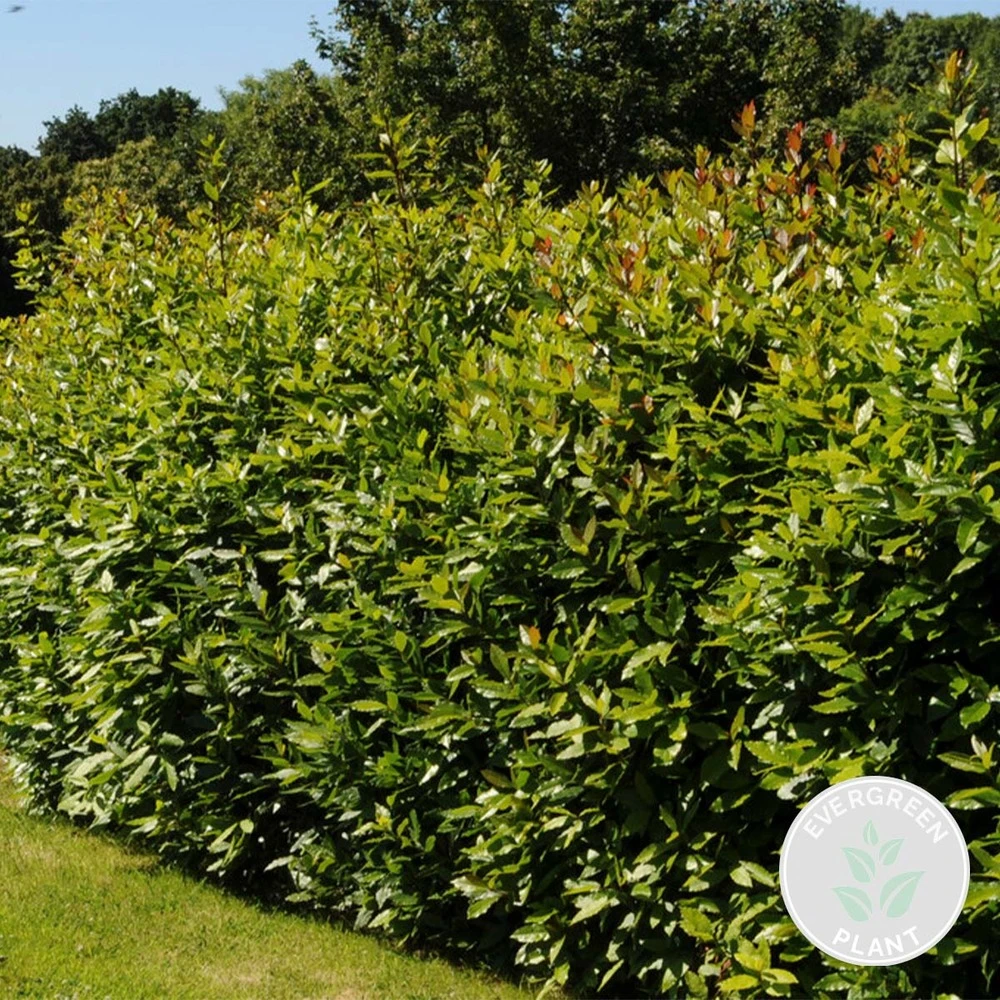 Laurus Nobilis - Laurier De Cuisine - Arbuste - Persistant – ⌀15 Cm - ↕30-45 Cm 2 Laurus Nobilis - Laurier De Cuisine - Arbuste - Persistant – ⌀15 Cm - ↕30-45 Cm – Image 2