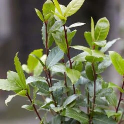 Laurus Nobilis - Laurier De Cuisine - Arbuste - Persistant – ⌀15 Cm - ↕30-45 Cm 7 Laurus Nobilis - Laurier De Cuisine - Arbuste - Persistant – ⌀15 Cm - ↕30-45 Cm -Magasin De Graines De Plantes 640b2035a542b3.52551879