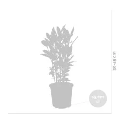 Laurus Nobilis - Laurier De Cuisine - Arbuste - Persistant – ⌀15 Cm - ↕30-45 Cm 6 Laurus Nobilis - Laurier De Cuisine - Arbuste - Persistant – ⌀15 Cm - ↕30-45 Cm -Magasin De Graines De Plantes 640b2035ac9d61.90448946