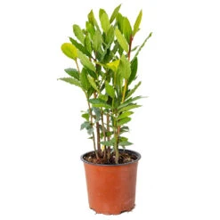 Laurus Nobilis - Laurier De Cuisine - Arbuste - Persistant – ⌀15 Cm - ↕30-45 Cm