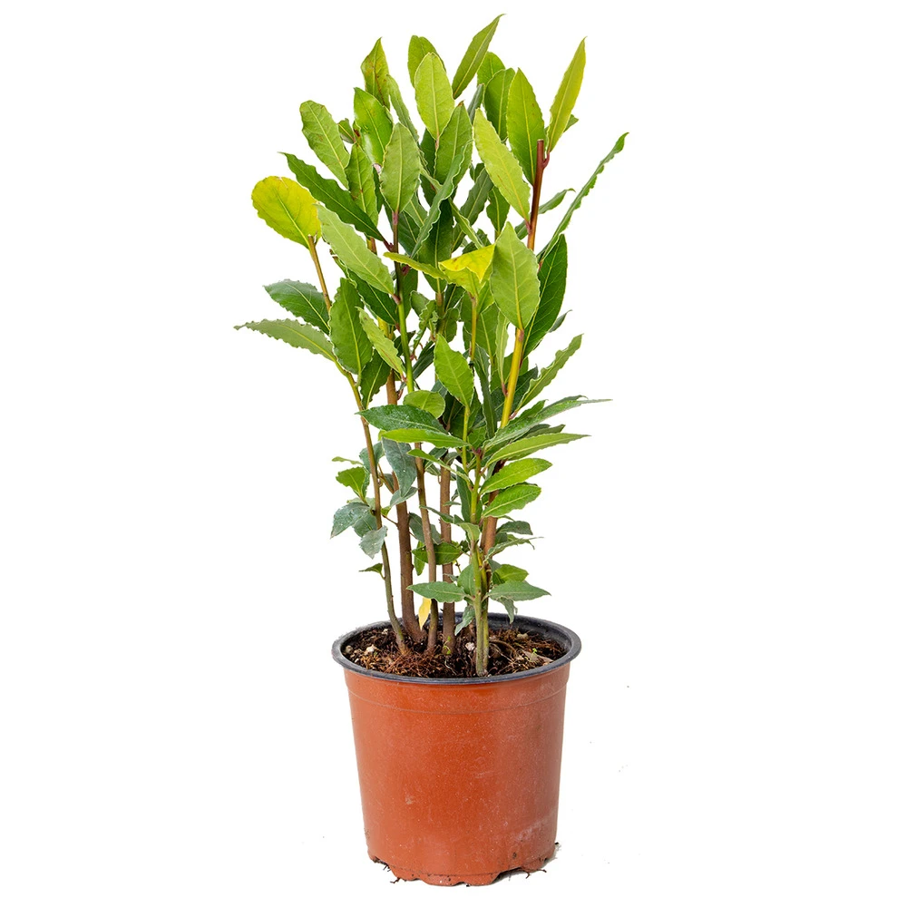 Laurus Nobilis - Laurier De Cuisine - Arbuste - Persistant – ⌀15 Cm - ↕30-45 Cm 1 Laurus Nobilis - Laurier De Cuisine - Arbuste - Persistant – ⌀15 Cm - ↕30-45 Cm