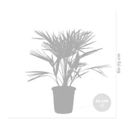 Chamaerops 'humilis' - Palmier Nain Européen - Palmier - Rustique – ⌀21 Cm - ↕60-75 Cm 6 Chamaerops 'humilis' - Palmier Nain Européen - Palmier - Rustique – ⌀21 Cm - ↕60-75 Cm -Magasin De Graines De Plantes 640b2038839908.05362833