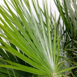 Chamaerops 'humilis' - Palmier Nain Européen - Palmier - Rustique – ⌀21 Cm - ↕60-75 Cm 7 Chamaerops 'humilis' - Palmier Nain Européen - Palmier - Rustique – ⌀21 Cm - ↕60-75 Cm -Magasin De Graines De Plantes 640b203886c264.75399730
