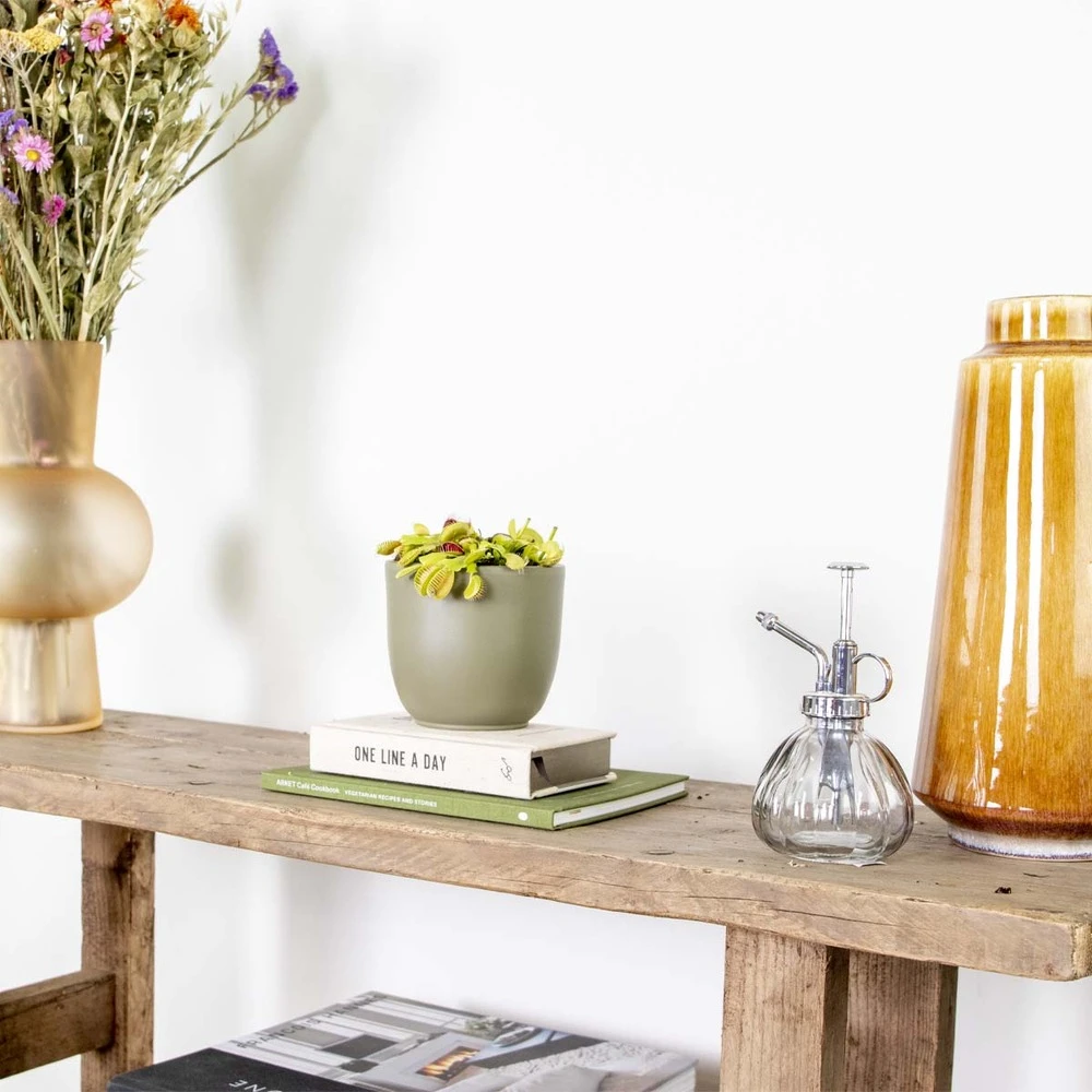 Dionaea Muscipula – Plante Carnivore – Peu D'entretien – ⌀12 Cm – ↕10-15 Cm 4 Dionaea Muscipula – Plante Carnivore – Peu D'entretien – ⌀12 Cm – ↕10-15 Cm – Image 4