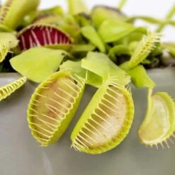 Dionaea Muscipula – Plante Carnivore – Peu D'entretien – ⌀12 Cm – ↕10-15 Cm 6 Dionaea Muscipula – Plante Carnivore – Peu D'entretien – ⌀12 Cm – ↕10-15 Cm -Magasin De Graines De Plantes 640b20a5eb0eb6.97520073