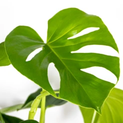 Monstera Deliciosa - Plante Trouée - Plante D'intérieur - Purificateur D'air – ⌀21 Cm - ↕70-80 Cm -Magasin De Graines De Plantes 640b20b65d25d4.79931694