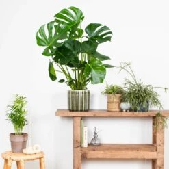 Monstera Deliciosa - Plante Trouée - Plante D'intérieur - Purificateur D'air – ⌀21 Cm - ↕70-80 Cm -Magasin De Graines De Plantes 640b20b66958b4.75271986