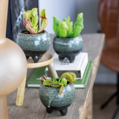 3x Mélange De Plantes Carnivores – Plante Des Marais – Entretien Facile⌀6 Cm ⌀05-10 Cm -Magasin De Graines De Plantes 640b20c6d93a55.84252896