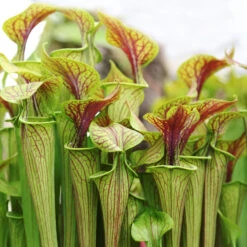 2x Sarracenia 'juthatip Soper' – Plante Carnivore – Entretien Facile ⌀12 Cm – ↕10-20cm 6 2x Sarracenia 'juthatip Soper' – Plante Carnivore – Entretien Facile ⌀12 Cm – ↕10-20cm -Magasin De Graines De Plantes 640b20de0d95e6.50661912