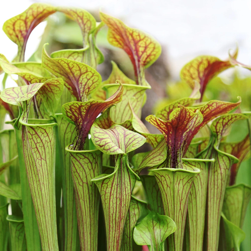 2x Sarracenia 'juthatip Soper' – Plante Carnivore – Entretien Facile ⌀12 Cm – ↕10-20cm 3 2x Sarracenia 'juthatip Soper' – Plante Carnivore – Entretien Facile ⌀12 Cm – ↕10-20cm – Image 3