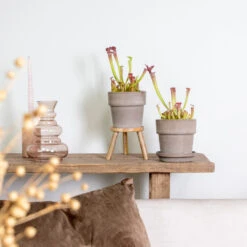 2x Sarracenia 'juthatip Soper' – Plante Carnivore – Entretien Facile ⌀12 Cm – ↕10-20cm 7 2x Sarracenia 'juthatip Soper' – Plante Carnivore – Entretien Facile ⌀12 Cm – ↕10-20cm -Magasin De Graines De Plantes 640b20de202773.22562993