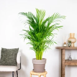 Dypsis Lutescens - Palmier Dorés - Plante D'intérieur - Entretien Facile – ⌀24 Cm - ↕120-130 Cm -Magasin De Graines De Plantes 640b20fca5b7e0.32931712
