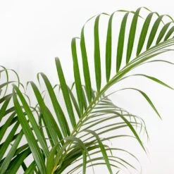 Dypsis Lutescens - Palmier Dorés - Plante D'intérieur - Entretien Facile – ⌀24 Cm - ↕140-150 Cm -Magasin De Graines De Plantes 640b21015e3b98.39032595