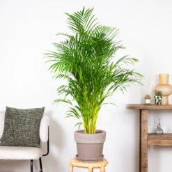 Dypsis Lutescens - Palmier Dorés - Plante D'intérieur - Entretien Facile – ⌀24 Cm - ↕140-150 Cm -Magasin De Graines De Plantes 640b21017f4da5.10388502