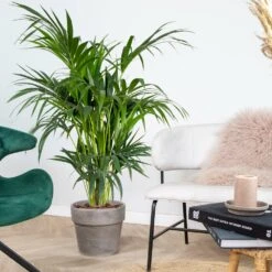 Howea Forsteriana - Palmier Kentia - Plante D'intérieur - Purificateur D'air – ⌀24 Cm - ↕120-130 Cm -Magasin De Graines De Plantes 640b2102da86e5.91390726