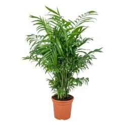 Chamaedorea Elegans - Palmier Nain Mexicain - Purificateur D'air – ⌀17 Cm - ↕50-60 Cm