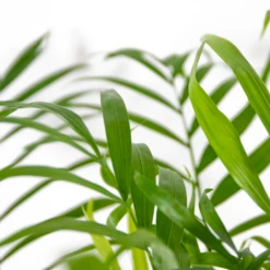 Chamaedorea Elegans - Palmier Nain Mexicain - Purificateur D'air – ⌀17 Cm - ↕50-60 Cm -Magasin De Graines De Plantes 640b2104598045.56432407