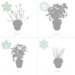 2x Hortensia 'little Lime' - Panicule D'hortensia - Vert - Arbuste - Rustique - ⌀19 Cm - ↕35-45 Cm -Magasin De Graines De Plantes 640b7511d9d976.16440964