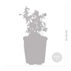 3x Geranium Sanguineum - Géranium Sanguin - Plante D'extérieur - Peu D'entretien – ⌀9 Cm - ↕10-15 Cm -Magasin De Graines De Plantes 640b7514457267.99634280