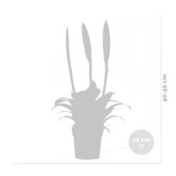 Vriesea Era – Torch Bromelia – Plante D'intérieur – Peu D'entretien – ⌀12 Cm – ↕40-50 Cm -Magasin De Graines De Plantes 640b75191d7d17.63926788