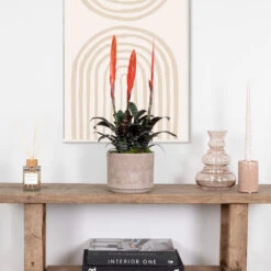 Vriesea Era – Torch Bromelia – Plante D'intérieur – Peu D'entretien – ⌀12 Cm – ↕40-50 Cm -Magasin De Graines De Plantes 640b75192e1106.98667861