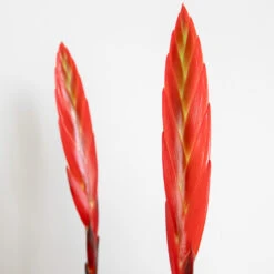 Vriesea Era – Torch Bromelia – Plante D'intérieur – Peu D'entretien – ⌀12 Cm – ↕40-50 Cm -Magasin De Graines De Plantes 640b7519494c11.65957353
