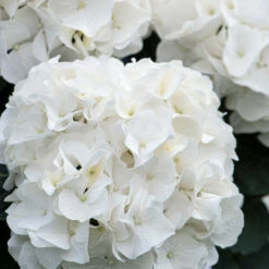 3x Hydrangea Macrophylla 'wudu' – Hortensia – Arbuste - Rustique – ⌀10.5 Cm - ↕20-25 Cm -Magasin De Graines De Plantes 640b7529a49fd4.69121080