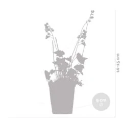 Heuchera Sanguinea 'splendens' - Campanule Pourpre - Vivace - Rustique – ⌀9 Cm - ↕10-15 Cm -Magasin De Graines De Plantes 640b752ad553f4.50191708