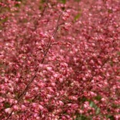 Heuchera Sanguinea 'splendens' - Campanule Pourpre - Vivace - Rustique – ⌀9 Cm - ↕10-15 Cm -Magasin De Graines De Plantes 640b752ad8f6e5.46813423