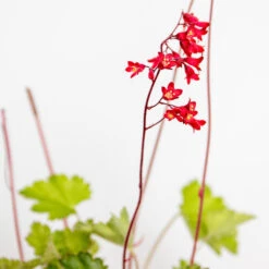 Heuchera Sanguinea 'splendens' - Campanule Pourpre - Vivace - Rustique – ⌀9 Cm - ↕10-15 Cm -Magasin De Graines De Plantes 640b752b05fdc2.66973762