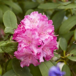 3x Rhododendron Mix – Rhododendron – Arbuste – Persistant – ⌀09 Cm - ↕15-20 Cm -Magasin De Graines De Plantes 640b752eae9785.63393830