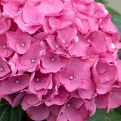 3x Hydrangea Macrophylla 'early Pink' - Hortensia - Arbuste - Rustique – ⌀10.5 Cm - ↕20-25 Cm -Magasin De Graines De Plantes 640b75390710b1.57621117