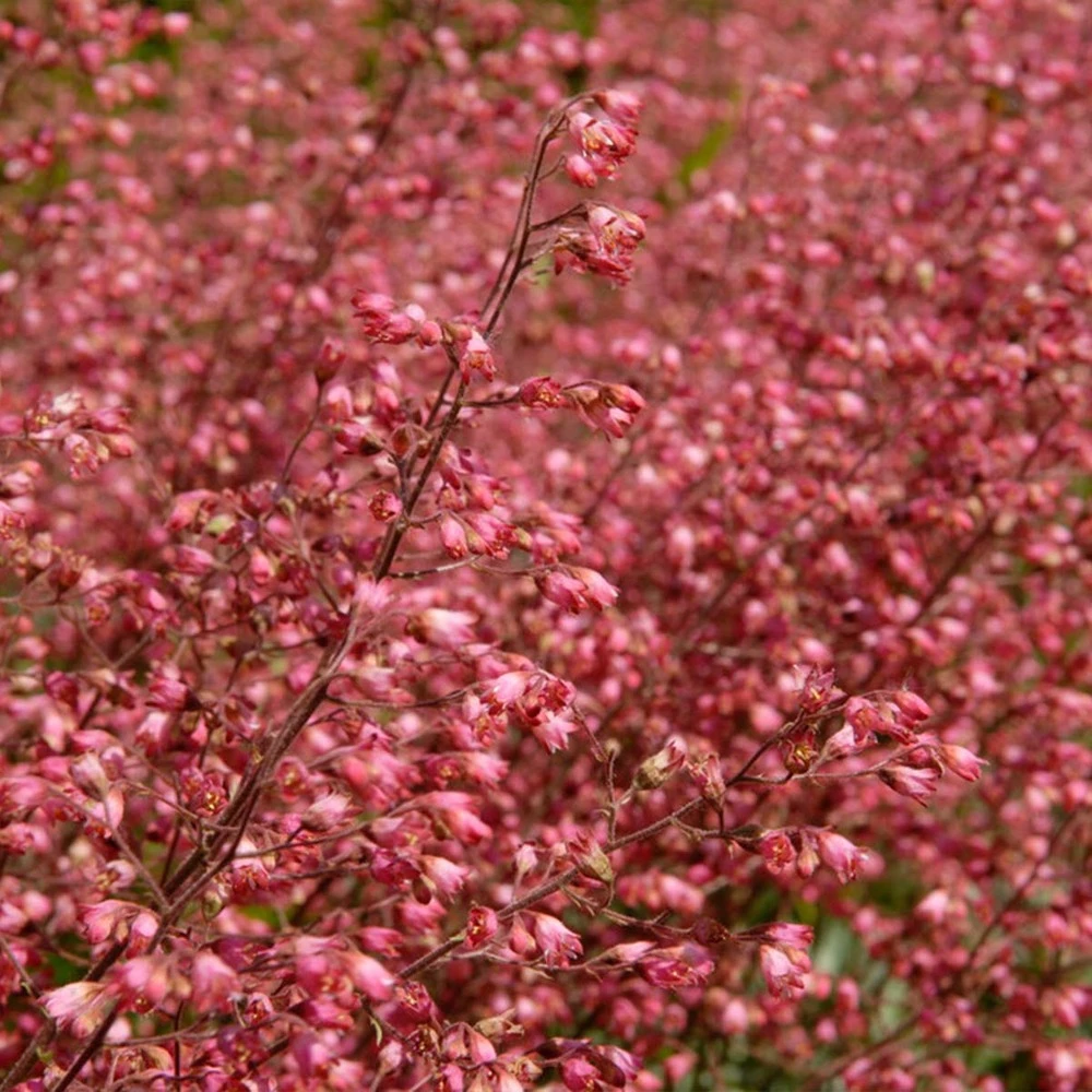 3x Heuchera Sanguinea 'splendens' - Campanule Pourpre - Vivace - Rustique – ⌀9 Cm - ↕10-15 Cm 3 3x Heuchera Sanguinea 'splendens' - Campanule Pourpre - Vivace - Rustique – ⌀9 Cm - ↕10-15 Cm – Image 3