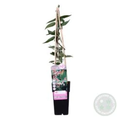 2x Lonicera Henryi – Chèvrefeuille – Plante Grimpante – Persistant – ⌀15 Cm - ↕60-70 Cm -Magasin De Graines De Plantes 640b753f371b35.57231534