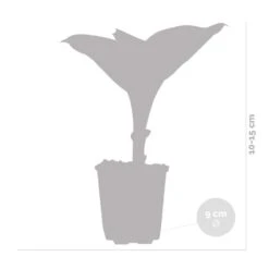 3x Hosta Sieboldiana 'elegans' - Lys Coeur - Vivace - Rustique – ⌀9 Cm - ↕10-15 Cm -Magasin De Graines De Plantes 640b754a642228.54073330