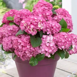 3x Hydrangea Macrophylla Mix – Hortensia – Arbuste - Rustique – ⌀10.5 Cm - ↕20-25 Cm -Magasin De Graines De Plantes 640b755130da50.05303611