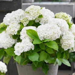3x Hydrangea Macrophylla Mix – Hortensia – Arbuste - Rustique – ⌀10.5 Cm - ↕20-25 Cm -Magasin De Graines De Plantes 640b75514490c1.27632438