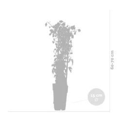 2x Hortensia Petiolaris - Hortensia - Plante Grimpante - Facile D'entretien - ⌀15 Cm - ↕60-70 Cm -Magasin De Graines De Plantes 640b7552e69138.38573279