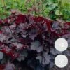 3x Heuchera Micrantha 'palace Purple' - Purple Bell - Vivace - Rustique – ⌀9 Cm - ↕10-15 Cm