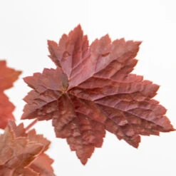 3x Heuchera Micrantha 'palace Purple' - Purple Bell - Vivace - Rustique – ⌀9 Cm - ↕10-15 Cm 9 3x Heuchera Micrantha 'palace Purple' - Purple Bell - Vivace - Rustique – ⌀9 Cm - ↕10-15 Cm -Magasin De Graines De Plantes 640b7565edf4b8.10650712