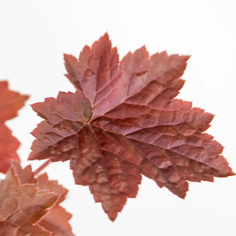 3x Heuchera Micrantha 'palace Purple' - Purple Bell - Vivace - Rustique – ⌀9 Cm - ↕10-15 Cm 5 3x Heuchera Micrantha 'palace Purple' - Purple Bell - Vivace - Rustique – ⌀9 Cm - ↕10-15 Cm – Image 5