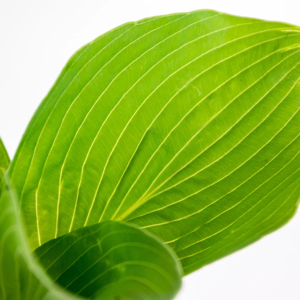 Hosta Sieboldiana 'elegans' - Lys Coeur - Vivace - Rustique – ⌀9 Cm - ↕10-15 Cm 3 Hosta Sieboldiana 'elegans' - Lys Coeur - Vivace - Rustique – ⌀9 Cm - ↕10-15 Cm – Image 3