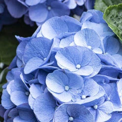 3x Hydrangea Macrophylla 'early Blue' - Hortensia - Arbuste - Rustique – ⌀10.5 Cm - ↕20-25 Cm 7 3x Hydrangea Macrophylla 'early Blue' - Hortensia - Arbuste - Rustique – ⌀10.5 Cm - ↕20-25 Cm -Magasin De Graines De Plantes 640b756fa338e5.53285935