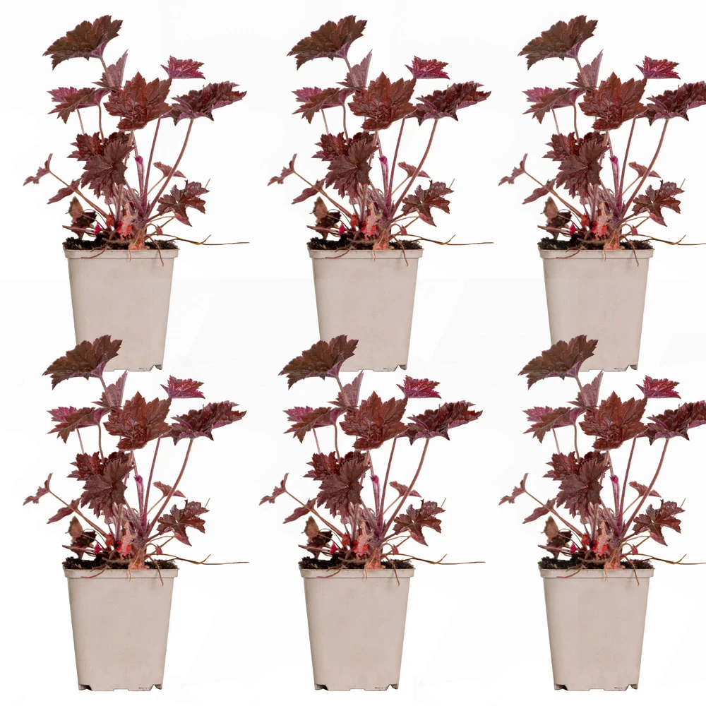 6x Heuchera Micrantha 'palace Purple' - Purple Bell - Vivace - Rustique – ⌀9 Cm - ↕10-15 Cm 2 6x Heuchera Micrantha 'palace Purple' - Purple Bell - Vivace - Rustique – ⌀9 Cm - ↕10-15 Cm – Image 2
