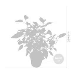 Hydrangea Paniculata 'little Lime' - Hortensia Panache - Arbuste - Rustique – ⌀19 Cm - ↕35-45 Cm -Magasin De Graines De Plantes 640b75758fba68.03143954