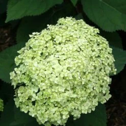 Hydrangea Paniculata 'little Lime' - Hortensia Panache - Arbuste - Rustique – ⌀19 Cm - ↕35-45 Cm -Magasin De Graines De Plantes 640b75759697d4.22308834